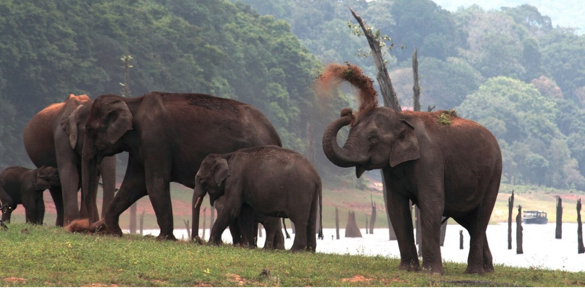 Popular wildlife sanctuaries in India